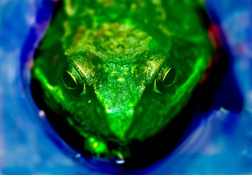 Frogman