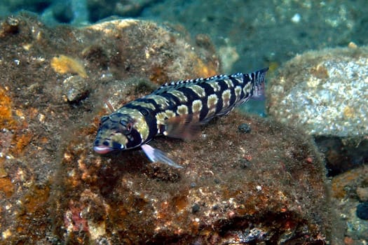 goby