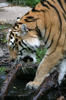 Siberian tiger
