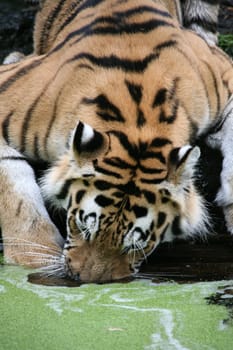 Siberian tiger