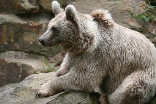 Syrian brown bear
