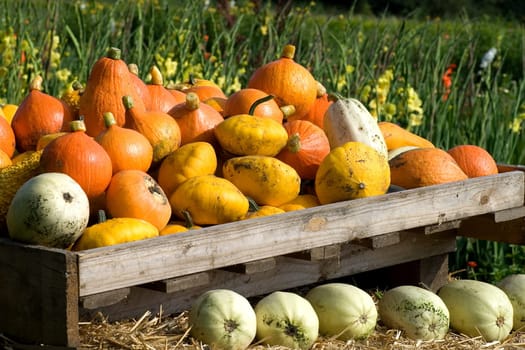 Pumpkin harvest
