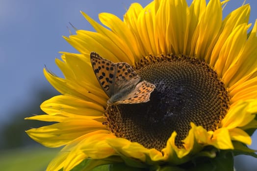 Summer Picture