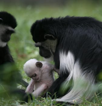 Guereza family with baby