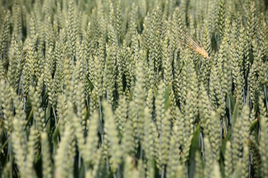 Ripe ears of barley in a still green wheat field