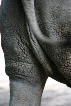 Ceratotherium simum