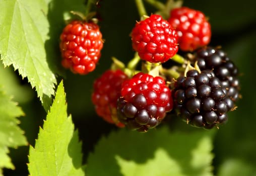 Blackberries