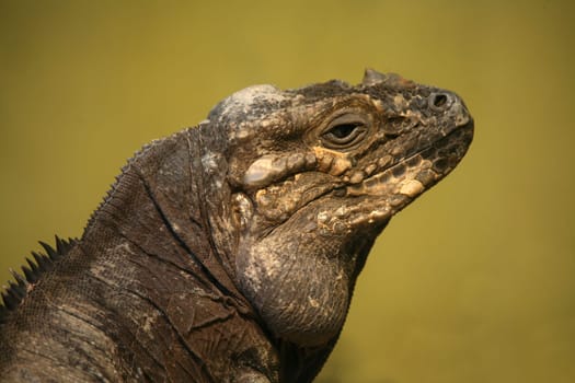 Portrait of a rhinoceros iguana