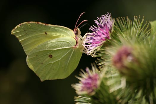 Gonepteryx rhamni on a thistle