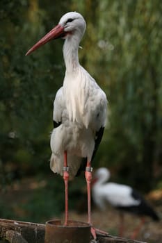 Ciconia ciconia