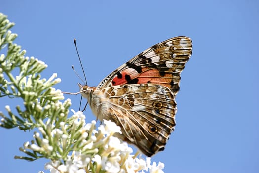 Painted lady