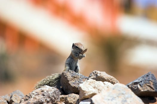 Chipmunks I