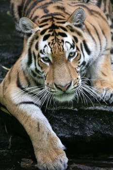Siberian tiger