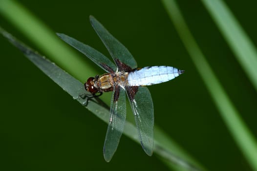... Male flat-bellied libellula depressa