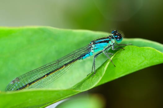 Horseshoe damselfly Coenagrion puella