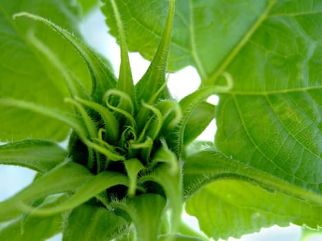 Bud