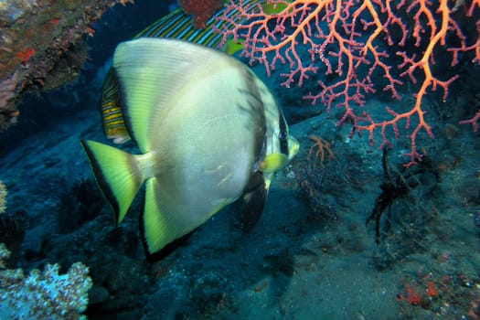 At the wreck of the Liberty in Bali at a depth of 30 meters.