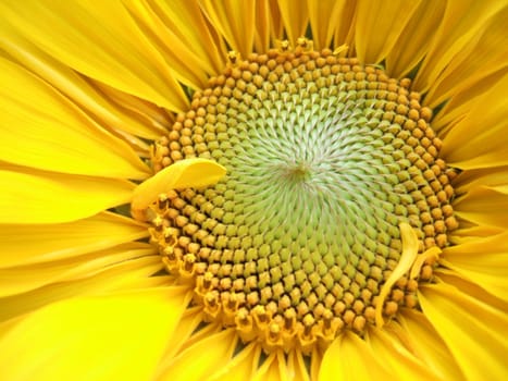 Sunny yellow