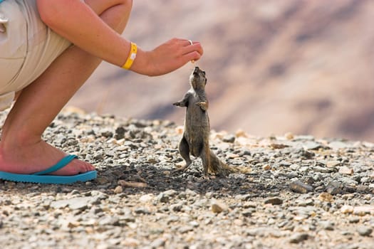 We had stopped at a viewpoint near Betancuria in the serpentines to enjoy the view,when the chipmunks came shooting out of all the holes,as if someone had shouted "TURIS,TURIS!!!!""  ) then have a"