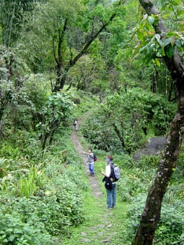 Jungle hike Sikkim India