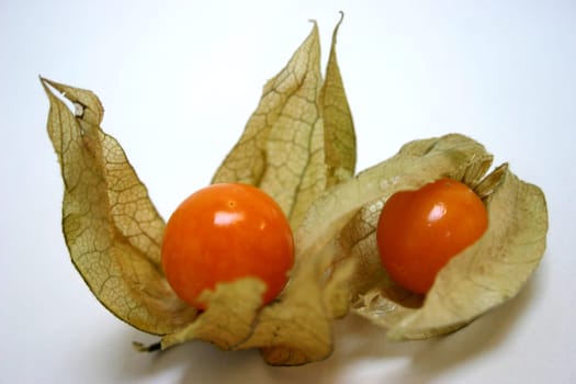 Physalis (2)
