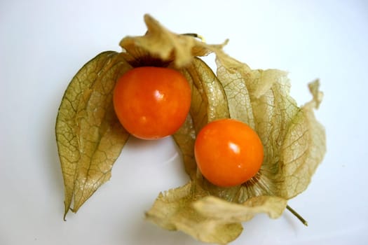 Physalis (4)