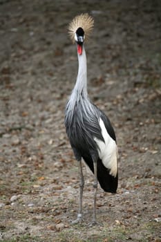 Balearica pavonina