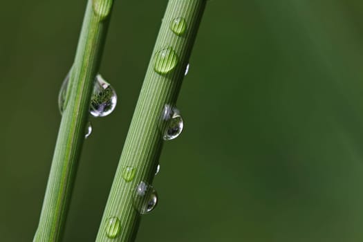 Blade of grass (2)