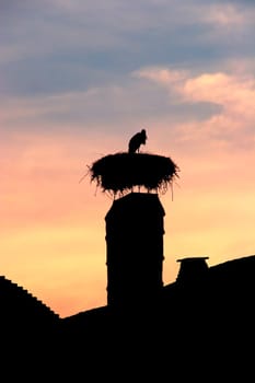 Stork in the backlight
