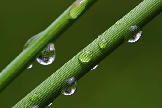 Blade of grass