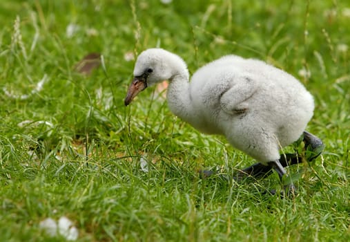 a baby flamingo that is only a few days old