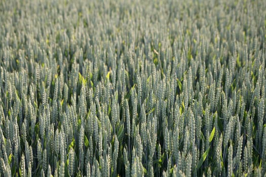Ears of wheat that are still unripe