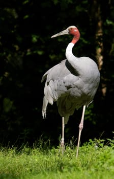 the Sarus crane