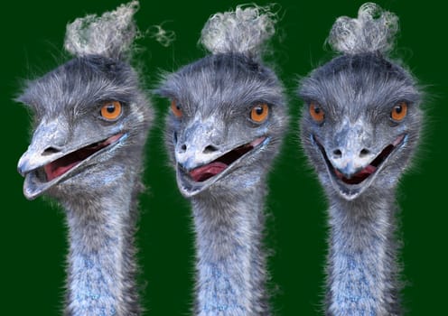 Emu hairstyle
