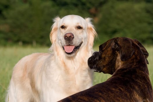 Purebred female boxer sniffs Golden Retriever