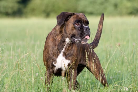 Purebred female boxer brown brindle