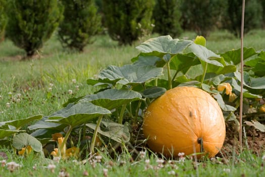 Against the background of a nursery and surrounded by lawn,this large pumpkin was located on the edge of the field.