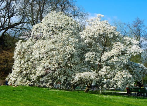 Blooming magnolia tree