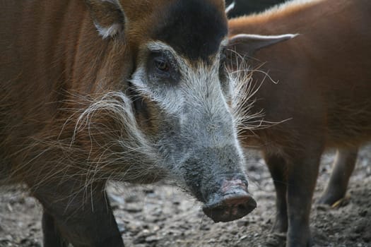 Potamochoerus porcus