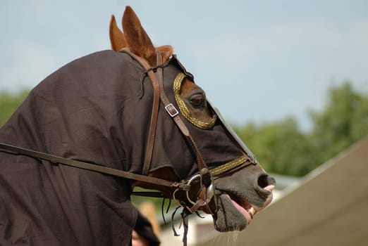 The horses also had a lot to do at the castle festival...!