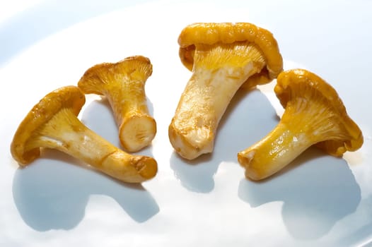 Today on the menu: Risotto with fresh chanterelles