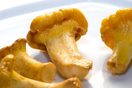 Chanterelles 03