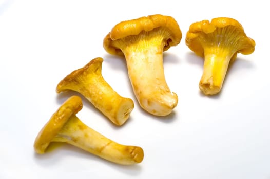 Chanterelles 05