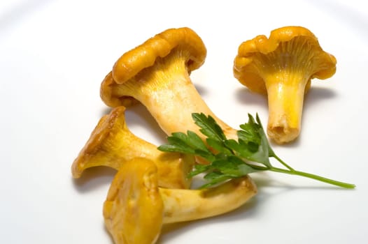 Chanterelles 04