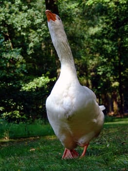 Arogante goose