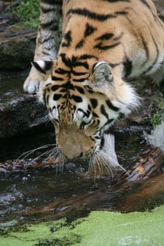 Siberian tiger
