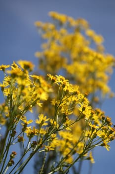Chrysanthemum segetum in front of blue sky