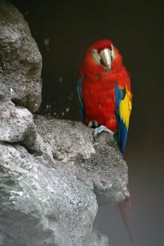 Colour-foed parrot