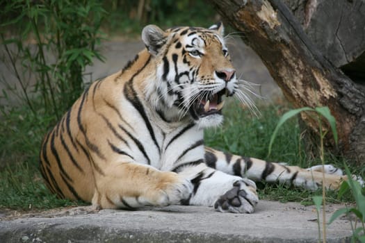 Siberian tiger
