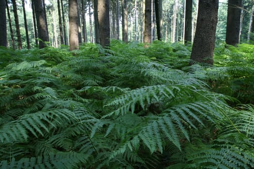 Coniferous forest with fern